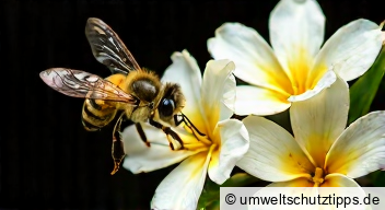 Die Wichtigkeit der Bienen für die Bestäubung der Vanillepflanzen Die Wichtigkeit der Bienen für die Bestäubung der Vanillepflanzen