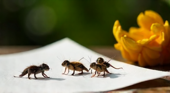 Die besten 8 Tipps bei Zecken und FSME