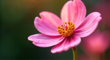 Meine Leidenschaft für die Nahaufnahme-Fotografie (1/10)