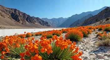 Die 5 meistgestellten Fragen (FAQ) zu Blüten im Death Valley