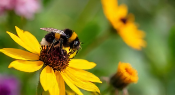 Die 6 häufigsten Fehler bei Hummelforschung