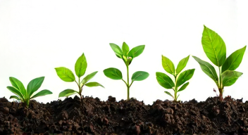 Die 6 häufigsten Fehler bei Pflanzenwachstum