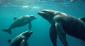 Einblicke von Dr. Ellen Garland: Fortpflanzung, Gesang, Walforschung (2/10)