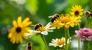 Soziale Strukturen bei Hummeln (6/10)